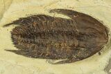 Lower Cambrian Trilobite (Neltneria) - Issafen, Morocco #189924-1